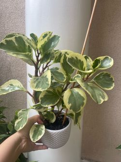 Variegated Pepperomia plant