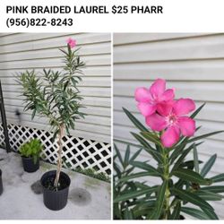 BRAIDED LAUREL TREE $25