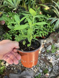 Milkweed in cup size containers-$3 Each