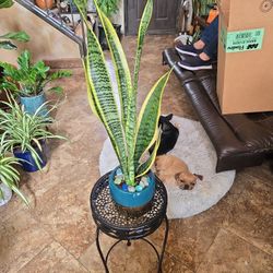2ft 2in Tall Sansevieria Snake Plants In New 6in Ceramic Pot With Stones 