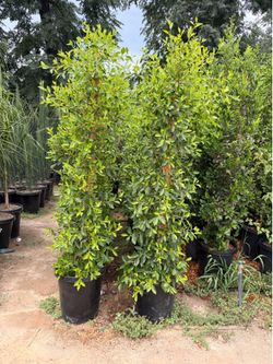 Indian Laurel ficus 15 gal 6 feet tall when planted
