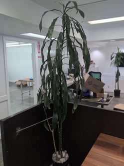 Tall Indoor Dracaena Plant in Pot
