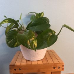 ❤️🍃 Hawaiian Pothos Spring Sale 🍃❤️
