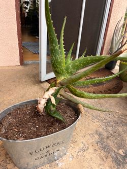 Aloe plant