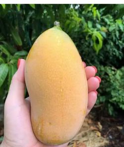 Grafted velancia mango tree (5 ft tall)