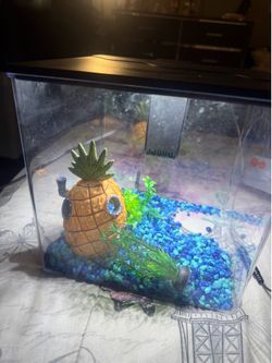 Fish tank with filter & light