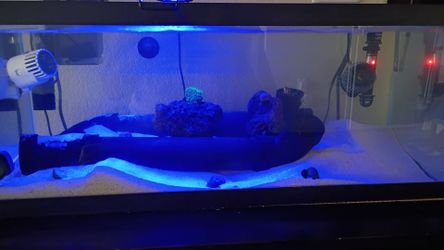 20 gallon saltwater tank everything included
