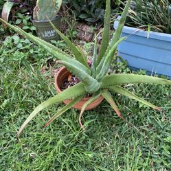 Aloe Vera Plant