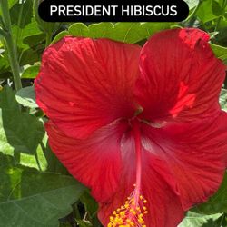 ❤️ President Hibiscus