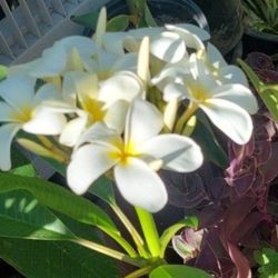 Plumeria  Blumming 