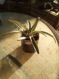 Small Spider Plant 🌿 Easy Care • Air Freshening • Pet Safe - Planta Cinta Pequeña 🌿 Fácil • Segura Mascotas