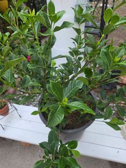 Gardenia  blanca