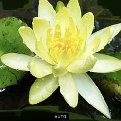 Live Tuber Water Lily Plant (potted) White Color 