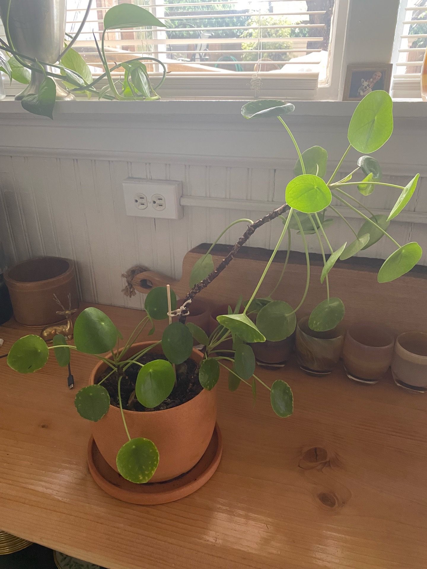 Free UFO plant