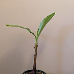 Banana Tree / Plant