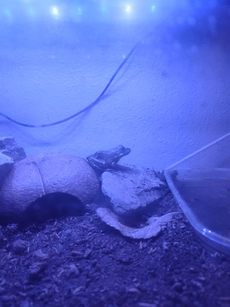 Leopard Frog Tank Terrarium 