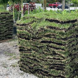 St Augustine Sod - Piece