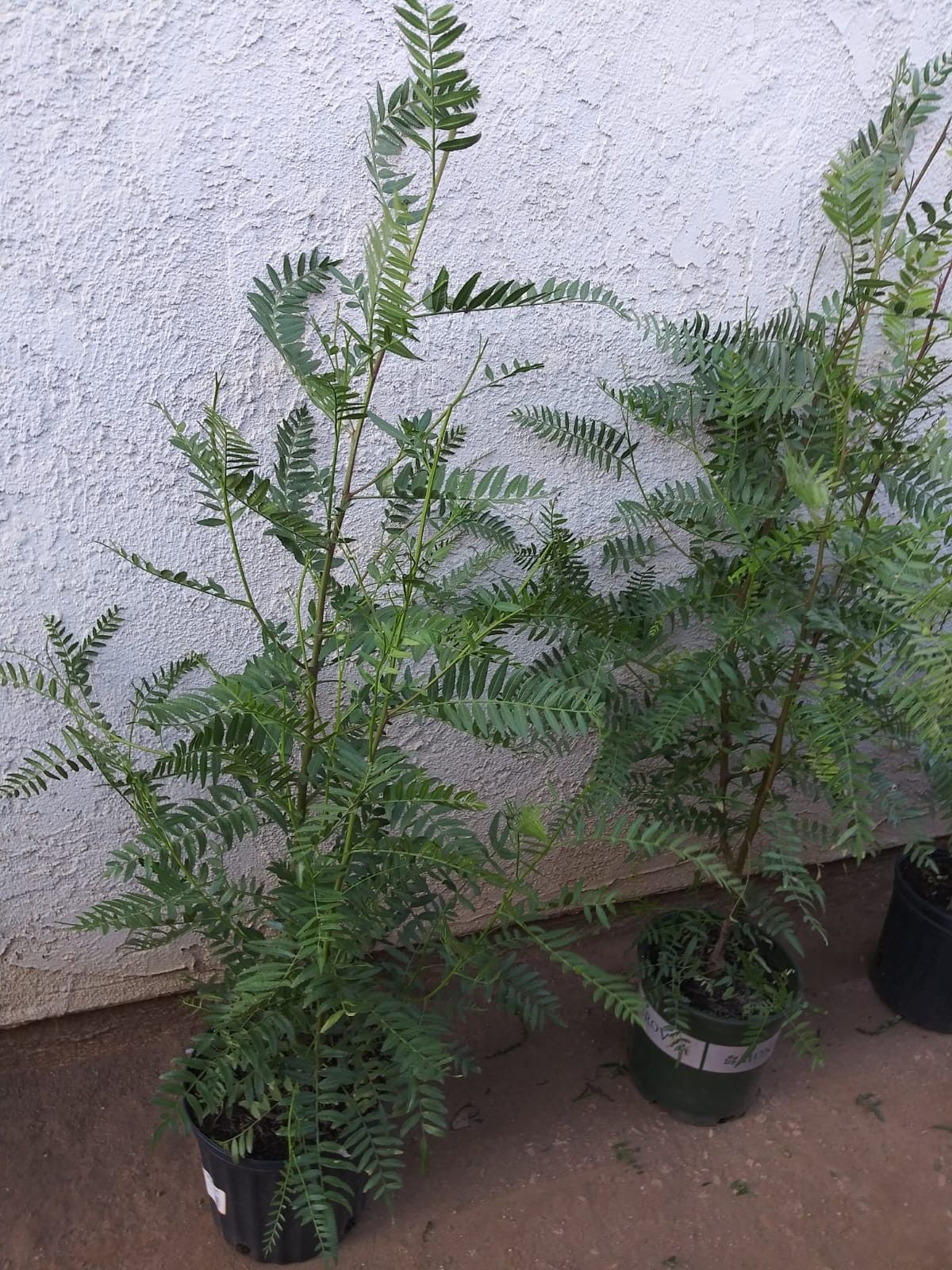 Árbol de pirul