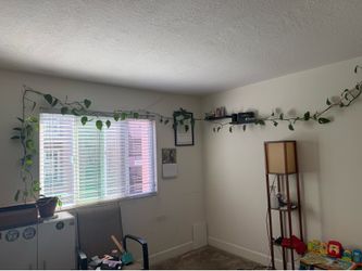 Pothos