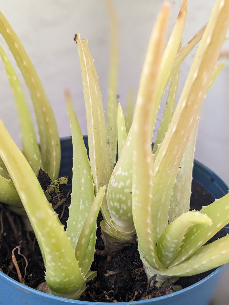 Aloe Vera Plant / Planta Sabila