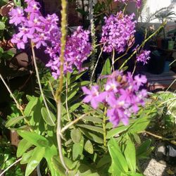 Orchid Plant