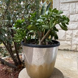 Succulent With Metal Pot