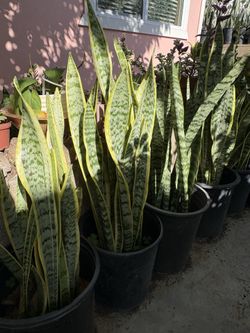 Snake plants on Pot