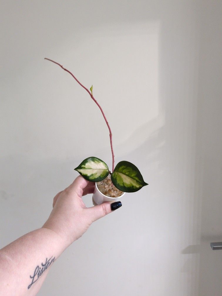 Hoya Tricolor Starts.