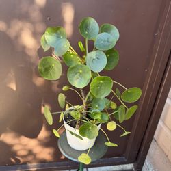 6” Xl Pilea Money Plant W/ A Lot Of Babies 