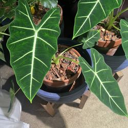 Alocasia Frydek 