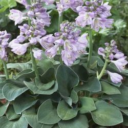 Slug-resistant Dwarf Mouse Ears Hosta Perennial Plant Had Beautiful Foliage. Please See All Pics.  