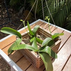 4-Plant Orchid Arrangement in Cedar Basket - About to Bloom!u