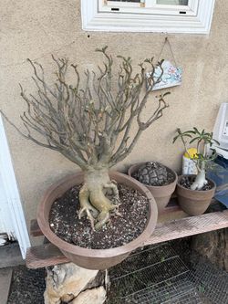 Desert Rose