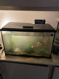 Free Tropical. Fish “ Just The Fish 