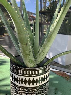Aloe With Planter- Real