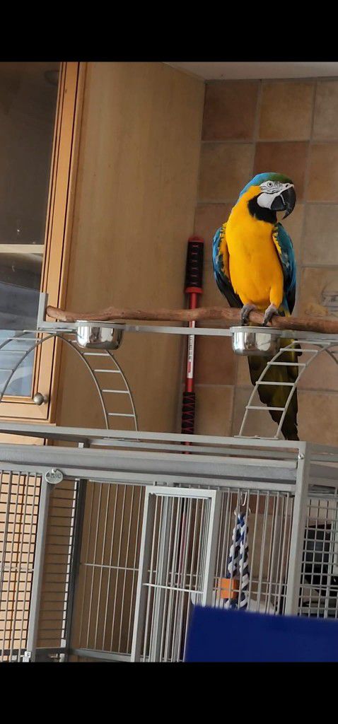 Macaw Cage Parrot Bird