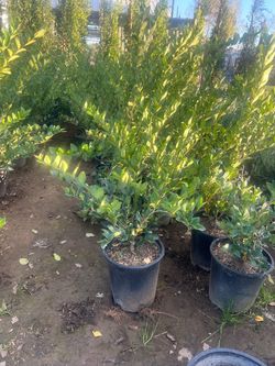 Ligustrum Texanum