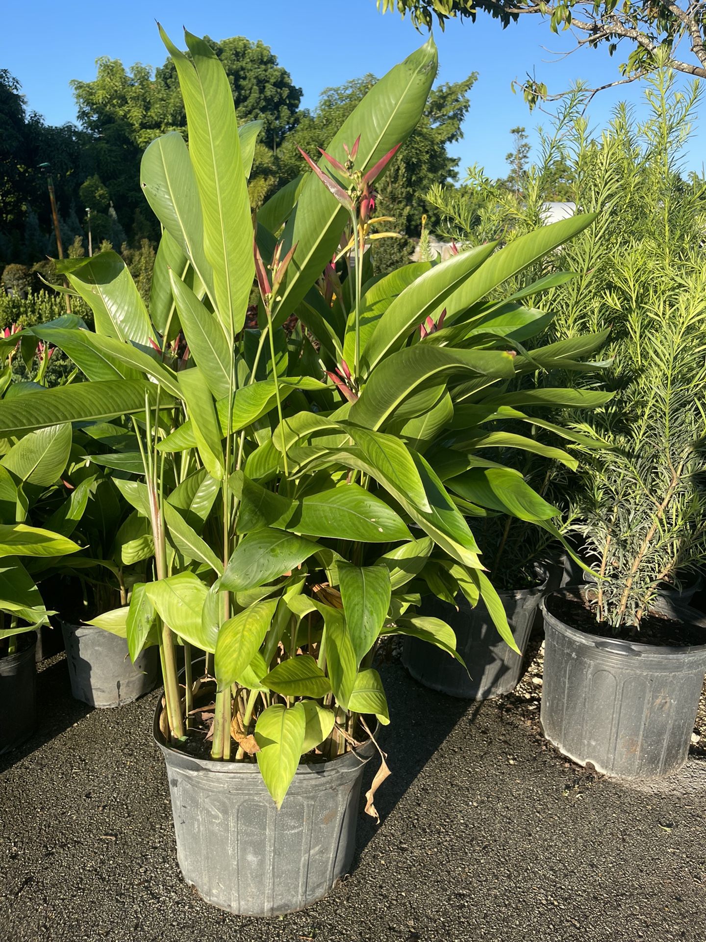 Heliconia - 7 Gallon