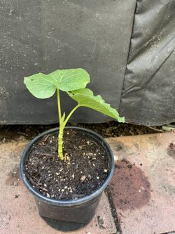 Hoja Santa, Acuyo , Momo, Clanepa.
