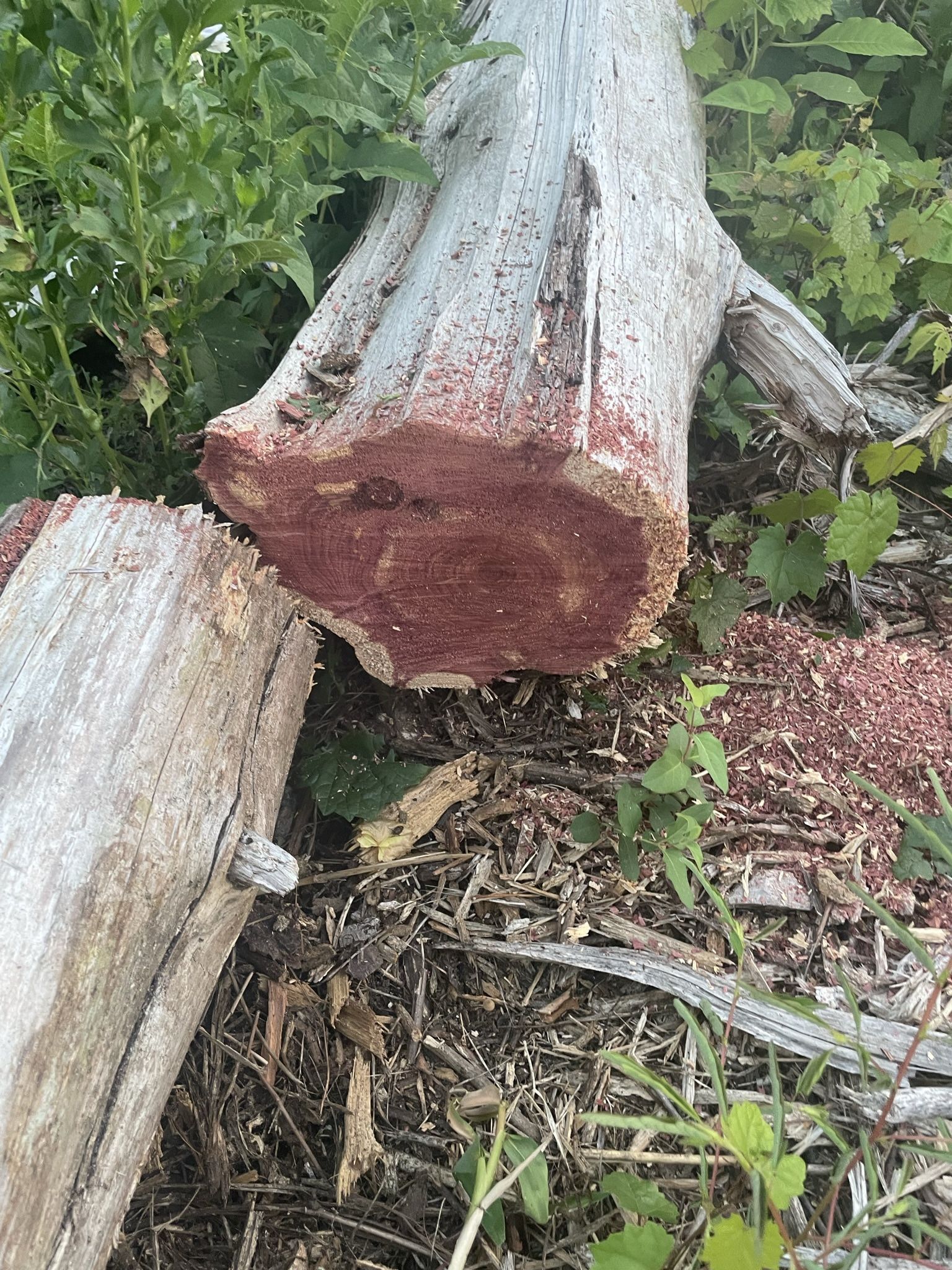 Cedar Logs