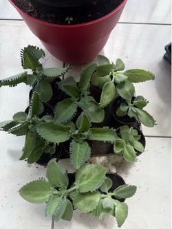 Planta Madre de mil (Kalanchoe) $1.00c/u