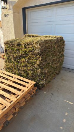 St. Augustine Sod