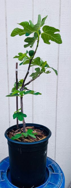 Fig Tree