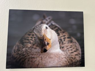 Wall Decor (duck)