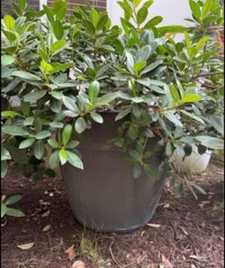 2 x Green Island Ficus Potted Plants in planter