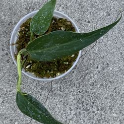 Monstera Brulee Marx Flame Rooted 