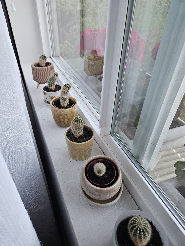 Plant Cactus In Cute Pots, Inside 