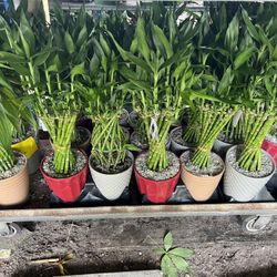 Lucky Bamboo In Ceramic Pot. SPECIAL PRICE 🤩