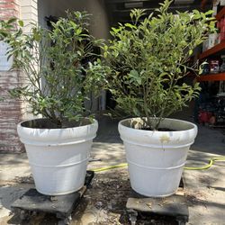 Lemon Trees