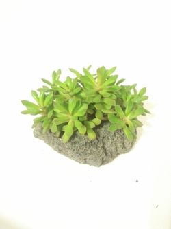 Succulents in rocks